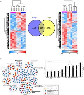 One-Week Dynamic Changes in Cardiac Proteomes After Cardiac Radioablation in Experimental Rat Model